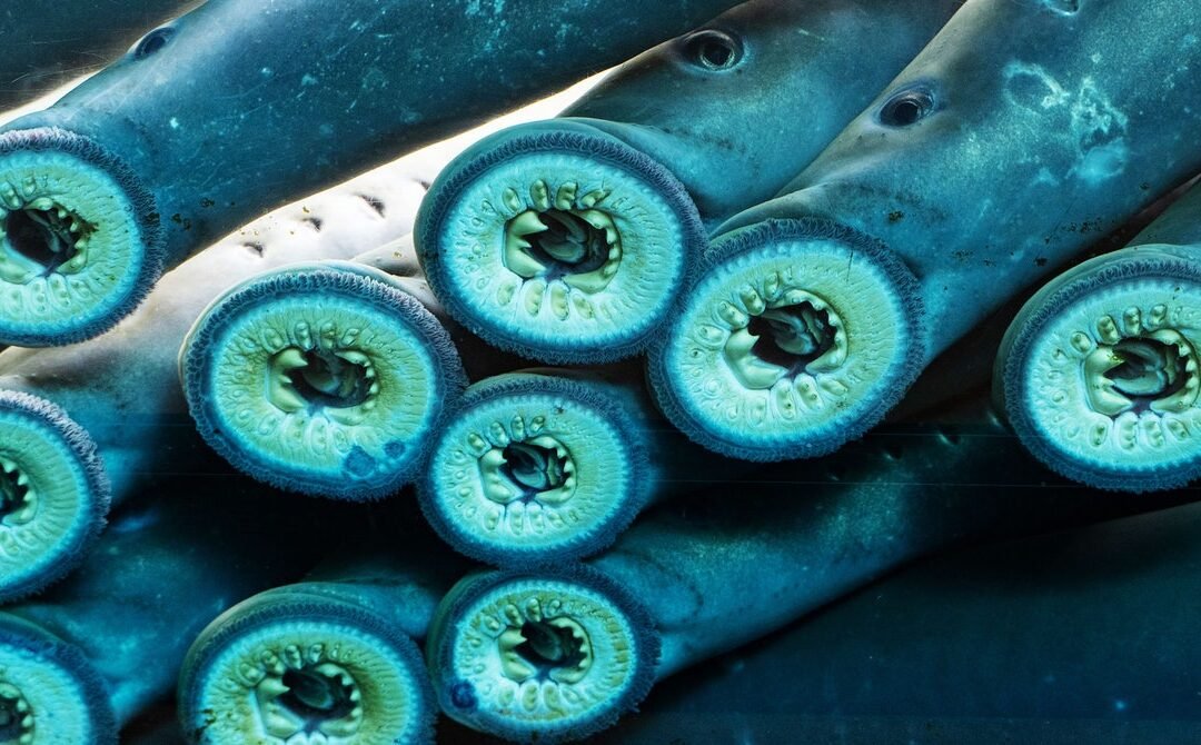 At Last, ‘Ugly’ Sea Lampreys Are Getting Some Respect